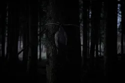 Bambi: The Reckoning (2024)_Image2