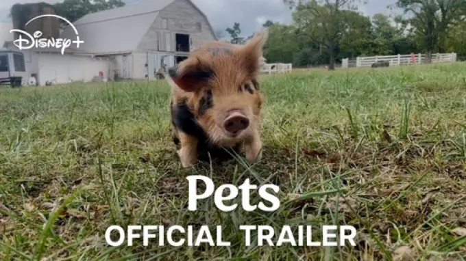 Pets (2025)